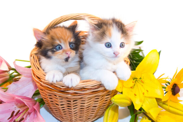 Easter Pet Dangers: Plants, Candy & More