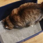 Stomach and Intestinal Disorders of Cats: Causes, Symptoms, and Treatment