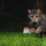 What Cats Do Outdoors at Night