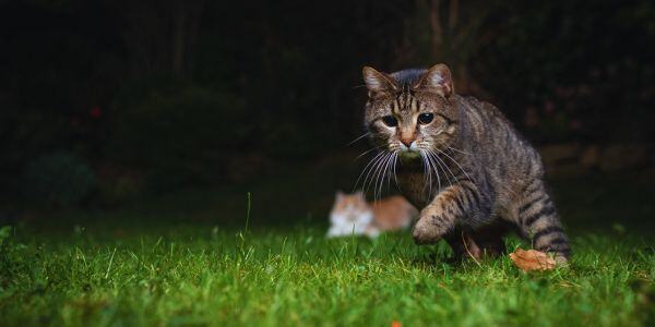 What Cats Do Outdoors at Night