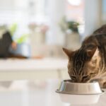 Settling the Debate: Wet or Dry Food for Cats?