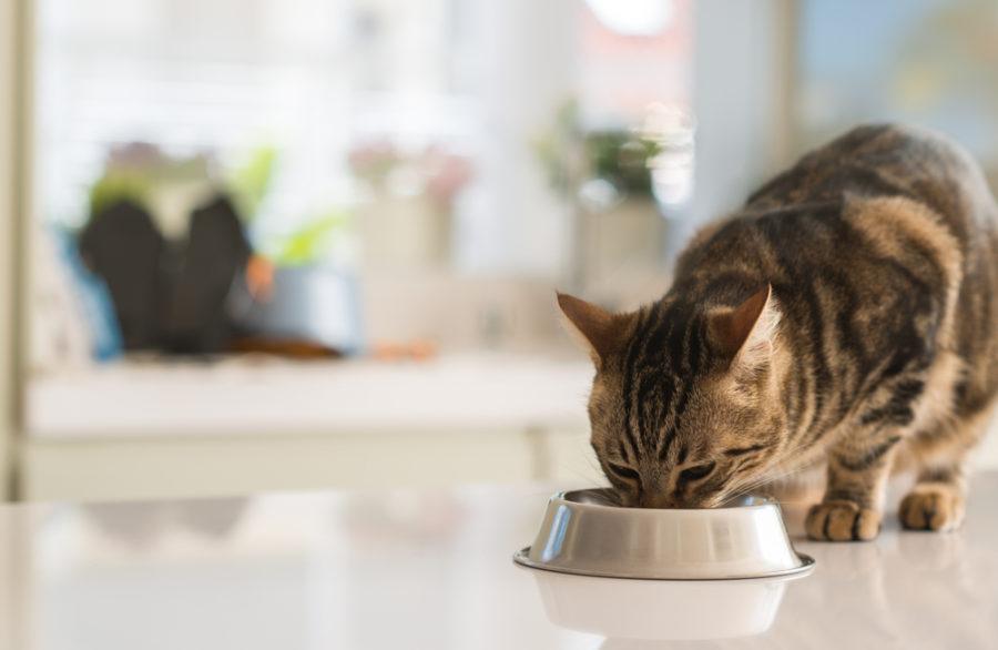 Settling the Debate: Wet or Dry Food for Cats?