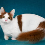 Why do cats knock things off counters?