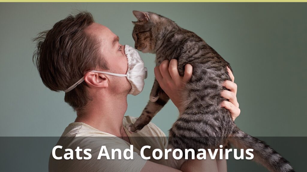 Cats And Coronavirus – What You Need To Know : A Veterinarian Explains