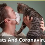 Cats And Coronavirus – What You Need To Know : A Veterinarian Explains