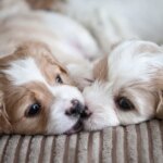 Adopting Two Puppies Together Sounds Perfect. Here’s The Part No One Talks About.
