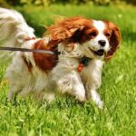 The Best 7 Cavalier Activity Trackers For 2026