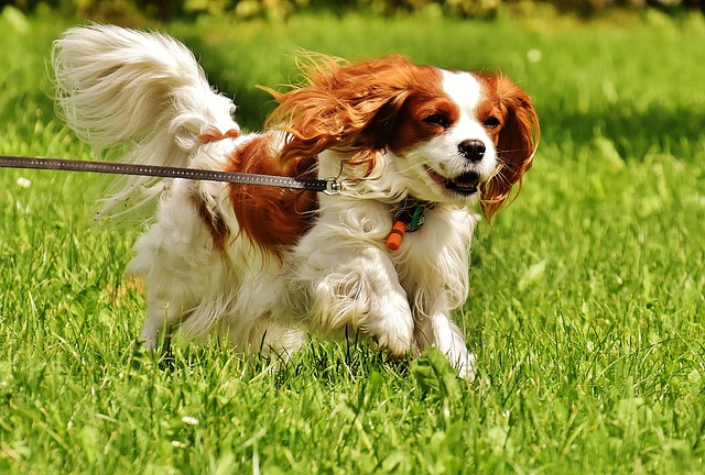 The Best 7 Cavalier Activity Trackers For 2026