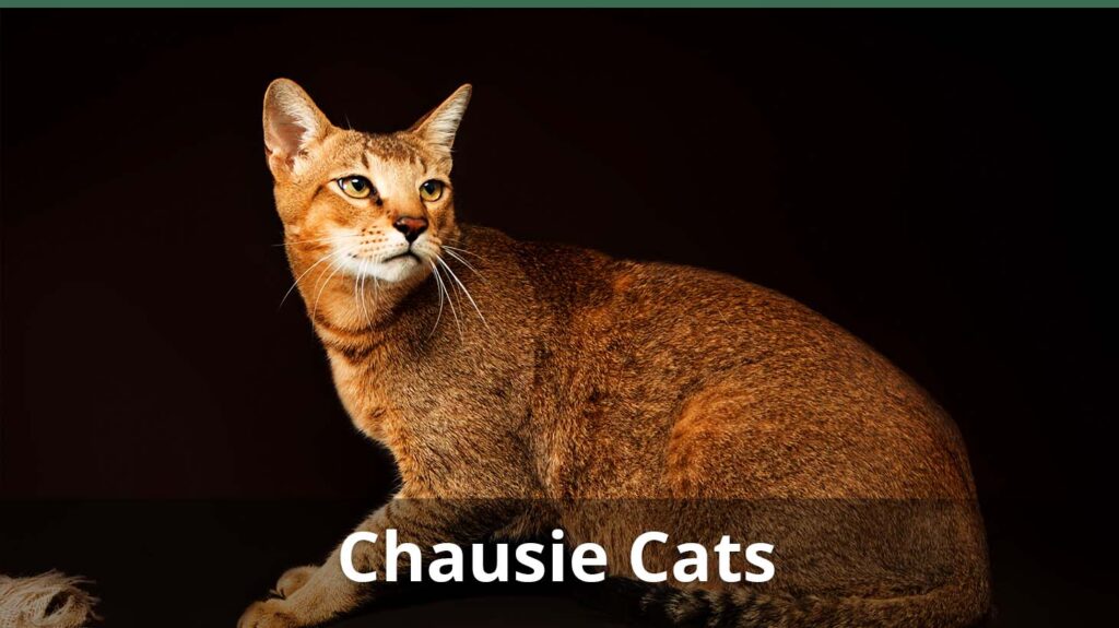 Chausie Cats: Everything You Need To Know About This Exotic Hybrid
