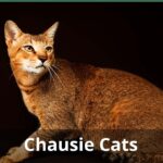 Chausie Cats: Everything You Need To Know About This Exotic Hybrid