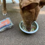 Chi Dog Review: A Fresh Take on Human-Grade Dog Food