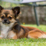 Improve Your Chihuahua’s Skin & Coat With This One Simple Hack