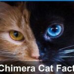 Chimera Cats | Everything You Want to Know