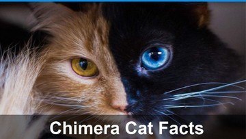 Chimera Cats | Everything You Want to Know
