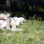 The Best 7 Chinese Crested Activity Trackers For 2026