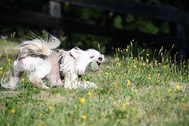The Best 7 Chinese Crested Activity Trackers For 2026