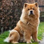 The Best 7 Chow Chow Activity Trackers For 2026