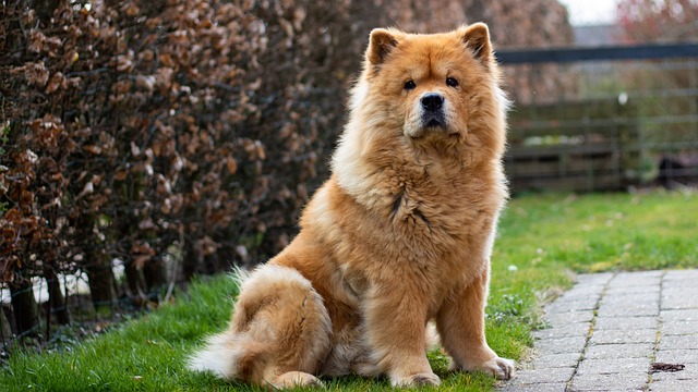 The Best 7 Chow Chow Activity Trackers For 2026