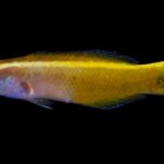 Cleaning Up the Cleaner Wrasses: Two New Species and a Massive Genus Shake-Up! | Reef Builders