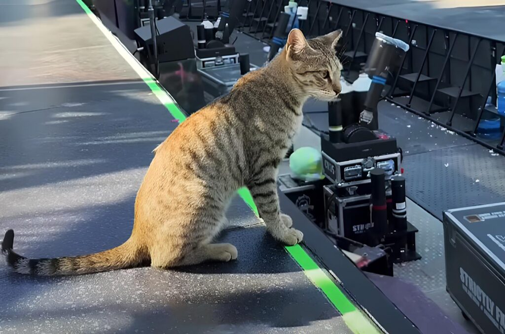 Coldplay Cat Goes Viral: Meet the Adorable Feline Who Stole the Show