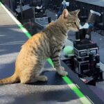 Coldplay Cat Goes Viral: Meet the Adorable Feline Who Stole the Show