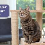 DIY Cat Tree: 11 Cool Plans For Happy Cats