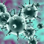 How FIP can help us better understand human coronaviruses