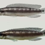 New pike cichlid from the rio Xingu — Seriously Fish