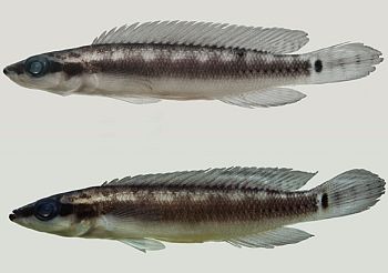 New pike cichlid from the rio Xingu — Seriously Fish