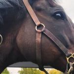 A Step-by-Step Guide to Intravenous Catheter Placement in the Equine Patient