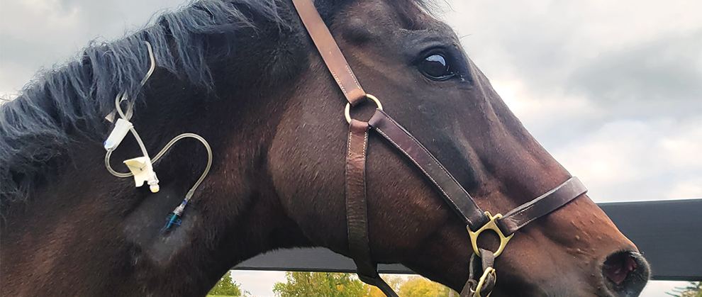 A Step-by-Step Guide to Intravenous Catheter Placement in the Equine Patient