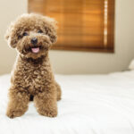 11 Vet-Verified Reasons to Get a Dog: Why They Are the Best Pets — Dogster