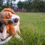 What kills dog fleas instantly? 4 vet-approved solutions