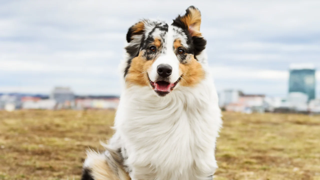 6 Ways to Support Your Pet’s Well-Being