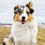 6 Ways to Support Your Pet’s Well-Being