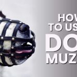 Dog Muzzles: Why, When, And How to Use Them