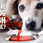Cough Medicine For Dogs: Risks & DIY Options