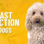 How To Manage Yeast Infection In Dogs