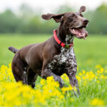 Mental Stimulation For Dogs – Best Games And Activities To Enrich Your Dog’s Life