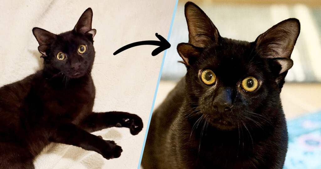 Meet Dobby the Black Kitten Born with Four Ears!