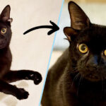 Meet Dobby the Black Kitten Born with Four Ears!
