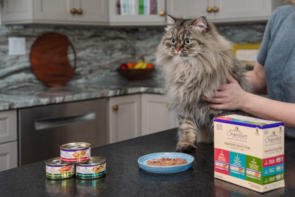 High-Protein Wet Cat Food for Healthy Weight Management