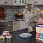 High-Protein Wet Cat Food for Healthy Weight Management