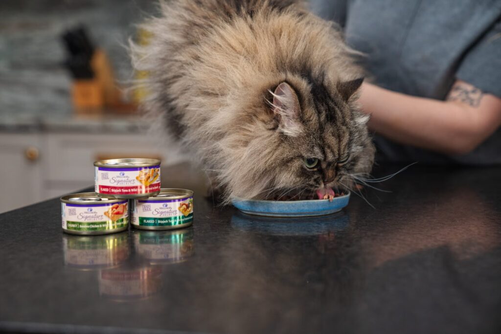 Is Your Cat Bored of Their Food?
