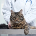 CATalyst Council ‘ Puppocalypse, Kitten Craze ’ Report Confirms Veterinary Visit Forecast