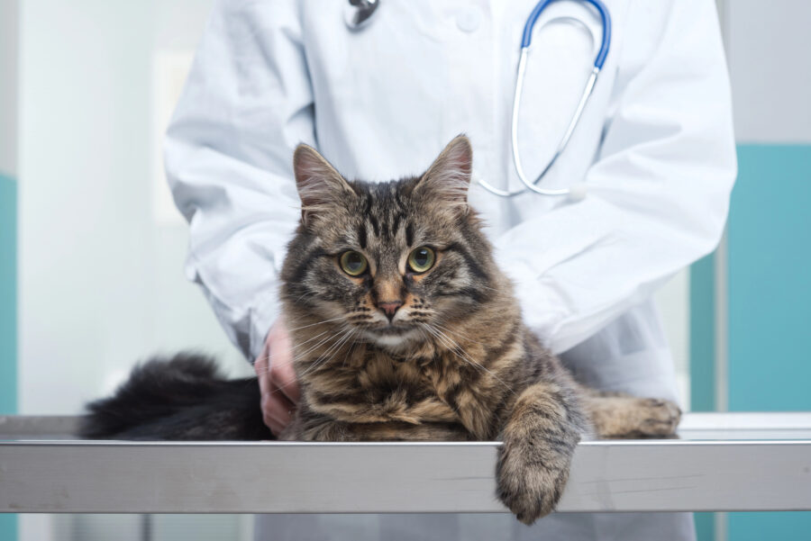 CATalyst Council ‘ Puppocalypse, Kitten Craze ’ Report Confirms Veterinary Visit Forecast