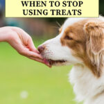 Do I always have to use treats to train my dog?