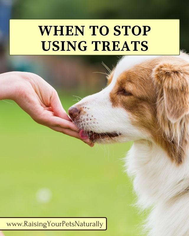 Do I always have to use treats to train my dog?