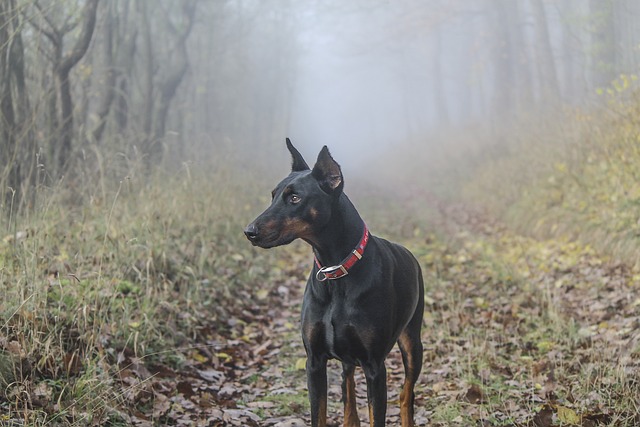 The Best 7 Doberman Activity Trackers For 2026