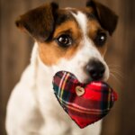 Understanding Heart Disease in Dogs
